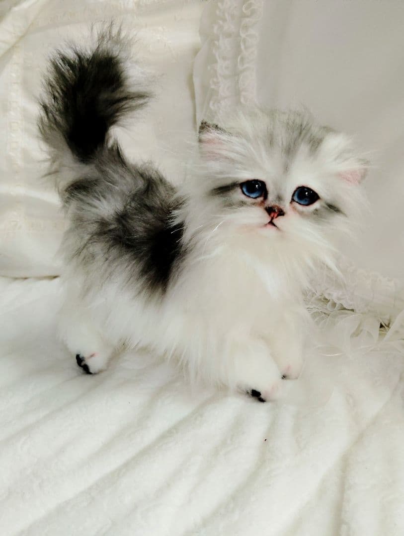 チンチラシルバー子猫ちゃん♡アイラインくっきり美人ちゃん♡アートドールぬいぐるみ