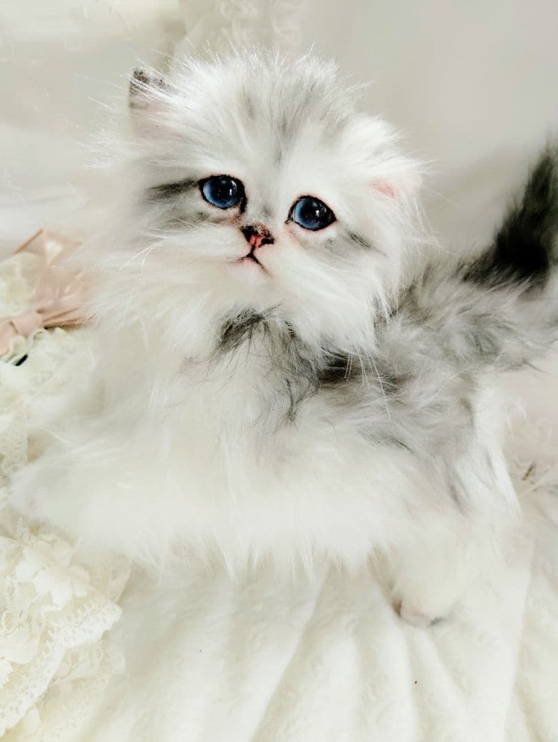 チンチラシルバー子猫ちゃん♡アイラインくっきり美人ちゃん♡アートドールぬいぐるみ