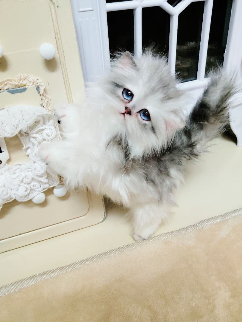 チンチラシルバー子猫ちゃん♡アイラインくっきり美人ちゃん♡アートドールぬいぐるみ