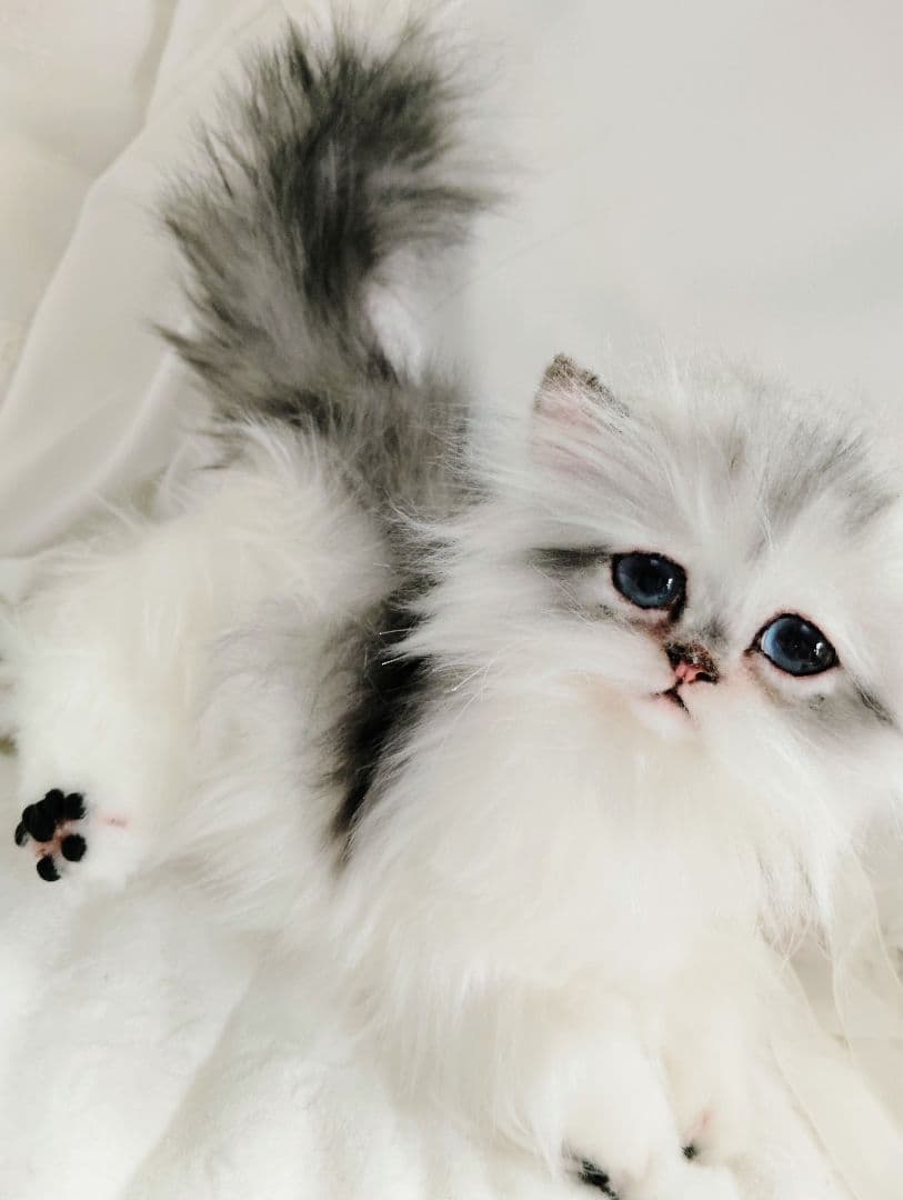 チンチラシルバー子猫ちゃん♡アイラインくっきり美人ちゃん♡アートドールぬいぐるみ
