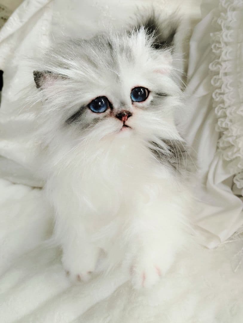 チンチラシルバー子猫ちゃん♡アイラインくっきり美人ちゃん♡アートドールぬいぐるみ