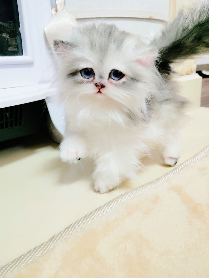 チンチラシルバー子猫ちゃん♡アイラインくっきり美人ちゃん♡アートドールぬいぐるみ