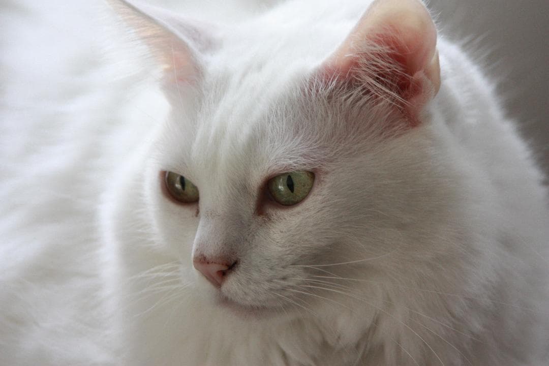 #401 - Canon キャノン EOS Kiss X2 ボディ