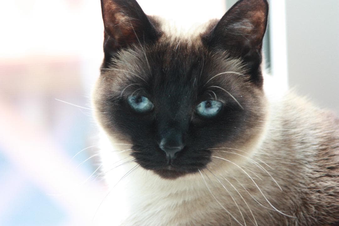 #401 - Canon キャノン EOS Kiss X2 ボディ