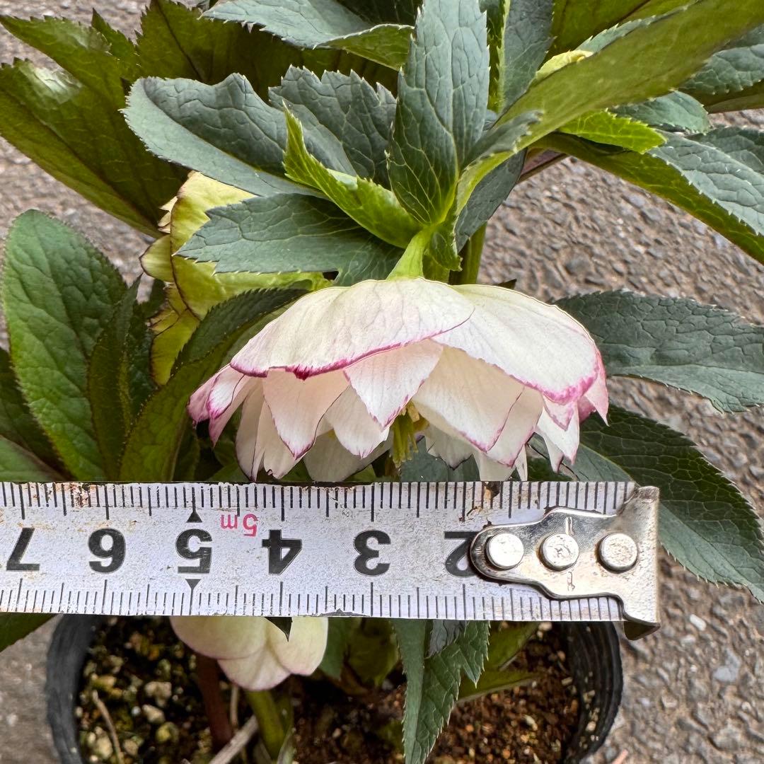 322 クリスマスローズ　フレグランス系　開花株