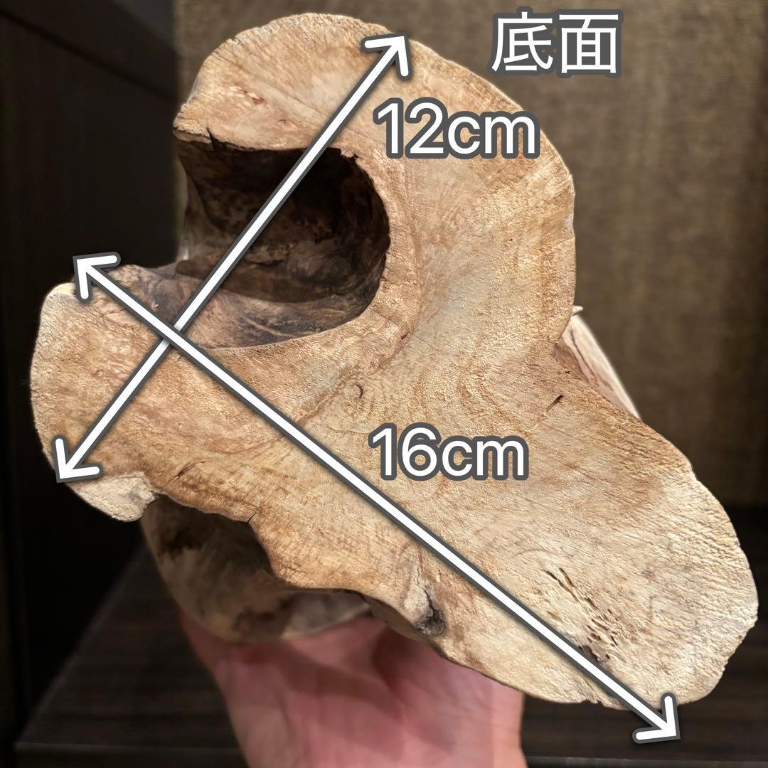 流木　大型75.5cm 超インテリア
