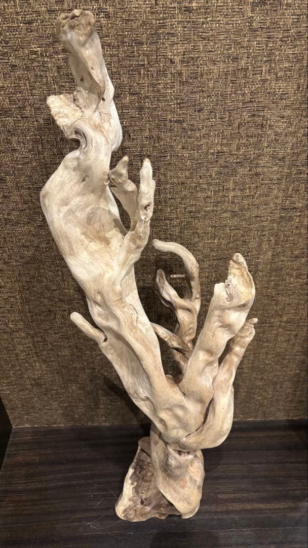 流木　大型75.5cm 超インテリア