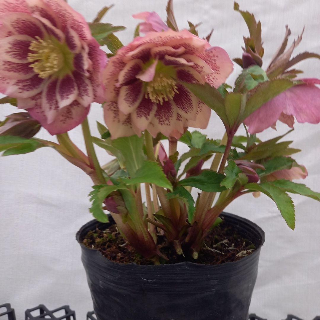 華やか！大輪ブロッチ！クリスマスローズ、大苗、開花株