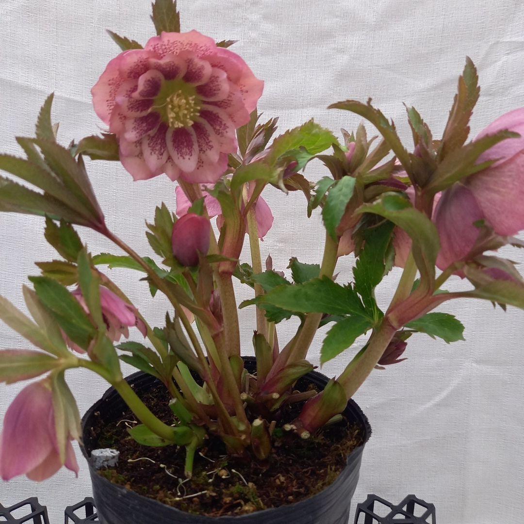 華やか！大輪ブロッチ！クリスマスローズ、大苗、開花株