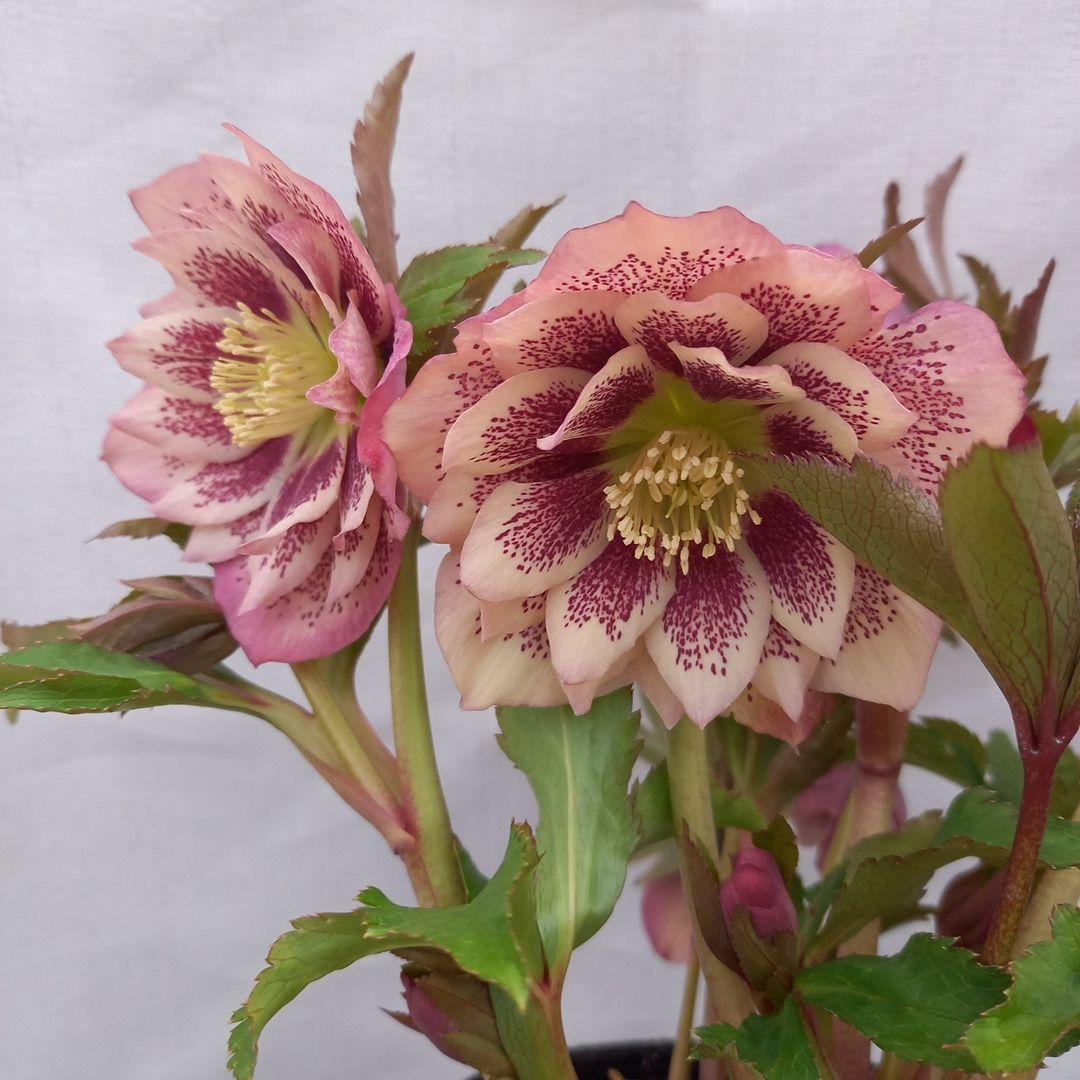 華やか！大輪ブロッチ！クリスマスローズ、大苗、開花株