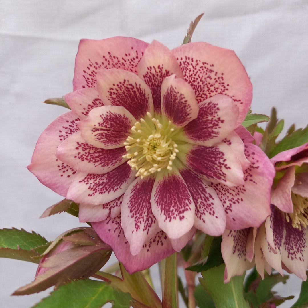 華やか！大輪ブロッチ！クリスマスローズ、大苗、開花株