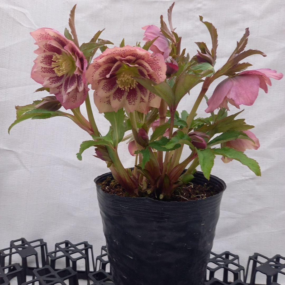 華やか！大輪ブロッチ！クリスマスローズ、大苗、開花株