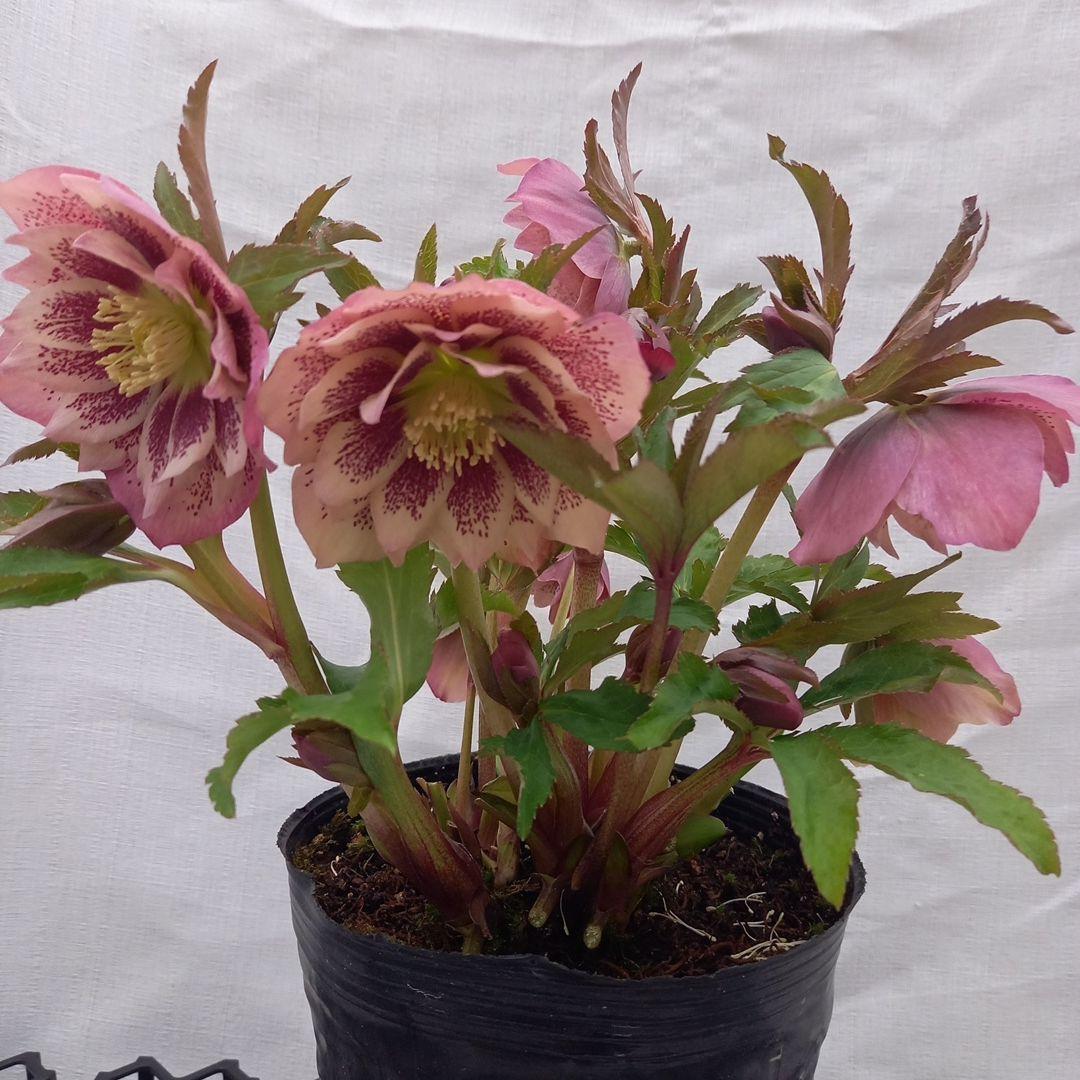 華やか！大輪ブロッチ！クリスマスローズ、大苗、開花株