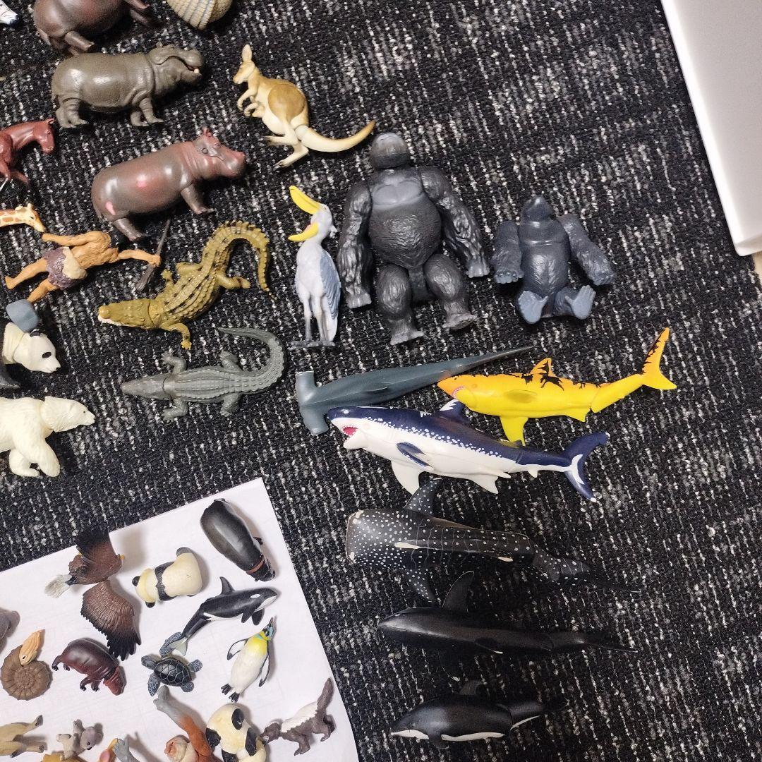 アニア動物64体