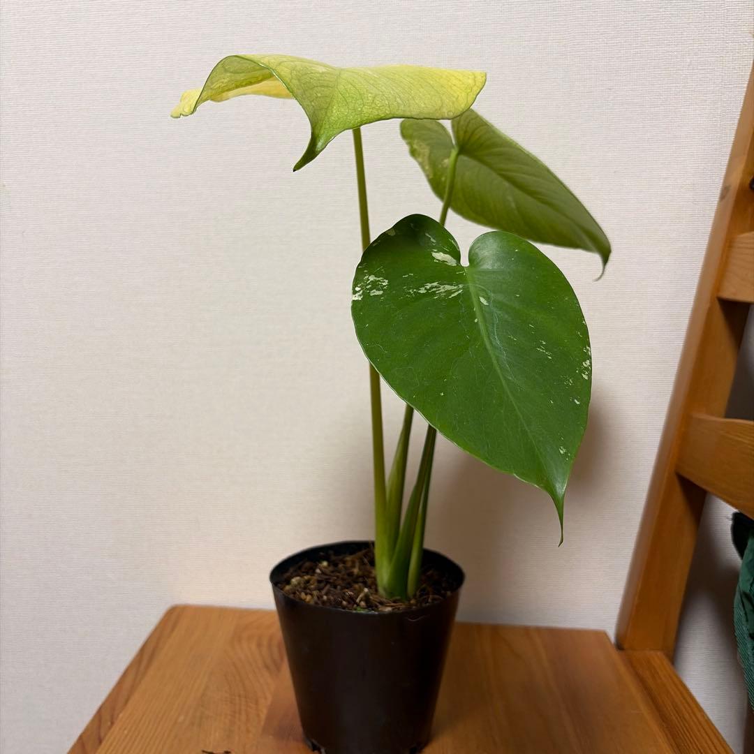 ＊モンステラ　ホワイトモンスター(天津蘭) 4号＊