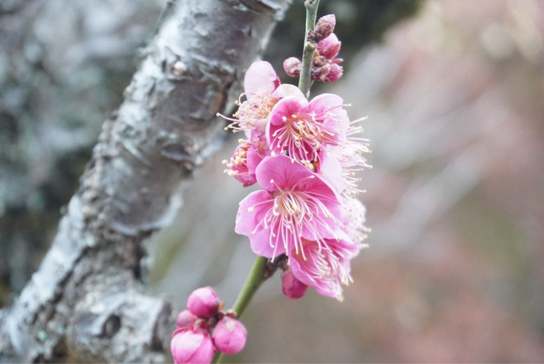 【美品】SONY ZV-E10 箱付き ミラーレス一眼 レンズセットカバー類付き