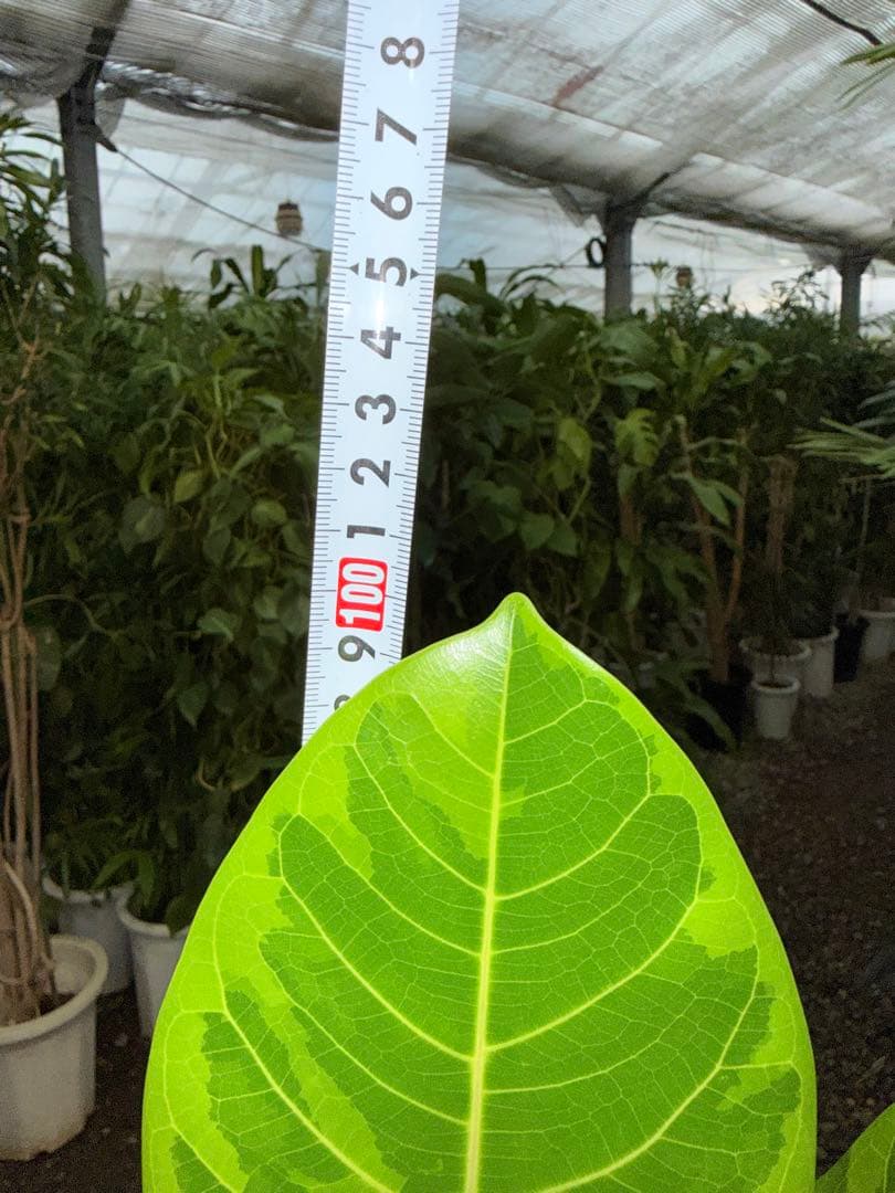 【特級品】フィカス アルテシマ 曲がり 幹太 6号鉢 特大極上苗株 根太 背高め