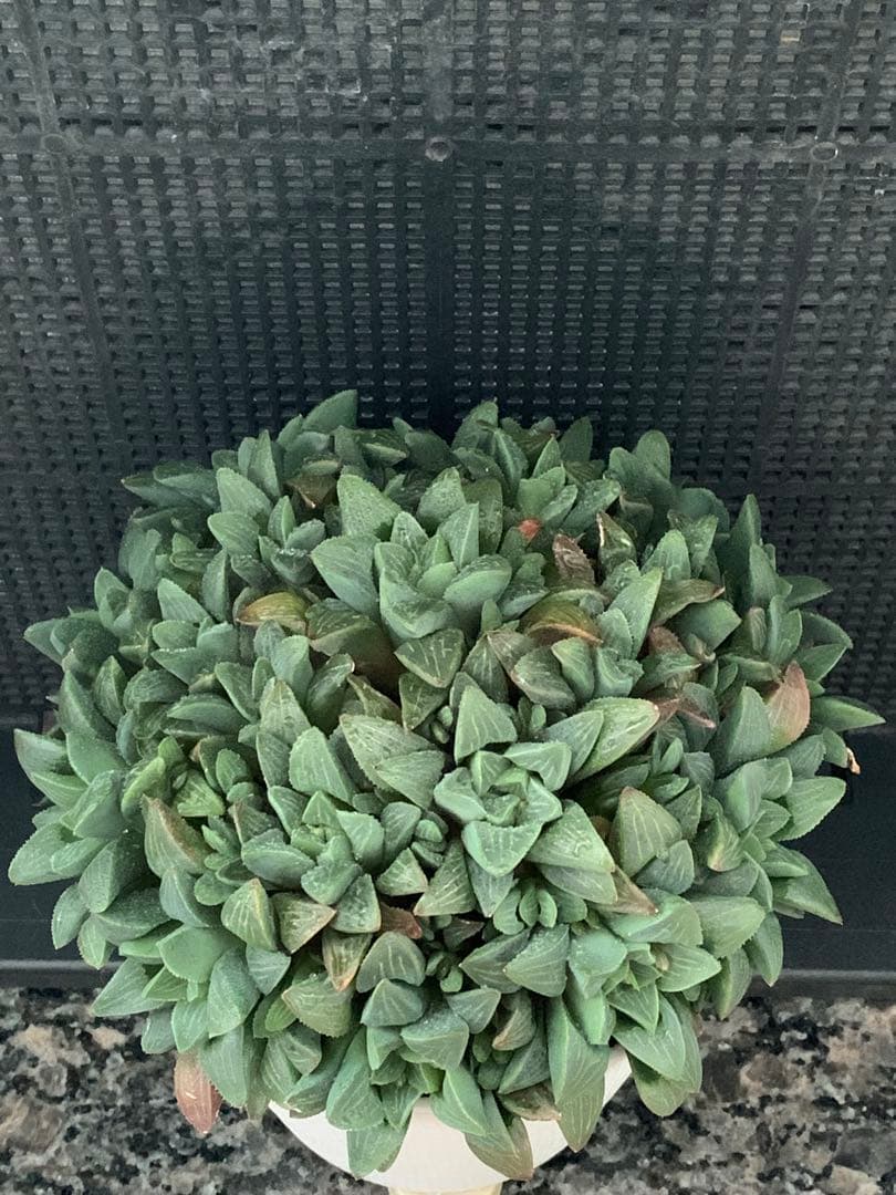 ❣️厳選❣️多肉植物❣️ハオルチア❣️ムチカ❣️群生株❣️鉢ごと❣️