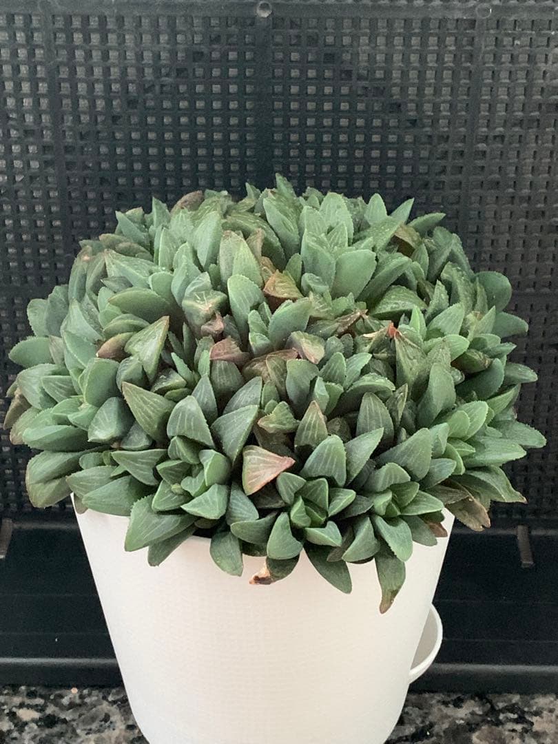 ❣️厳選❣️多肉植物❣️ハオルチア❣️ムチカ❣️群生株❣️鉢ごと❣️
