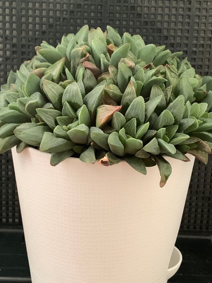 ❣️厳選❣️多肉植物❣️ハオルチア❣️ムチカ❣️群生株❣️鉢ごと❣️