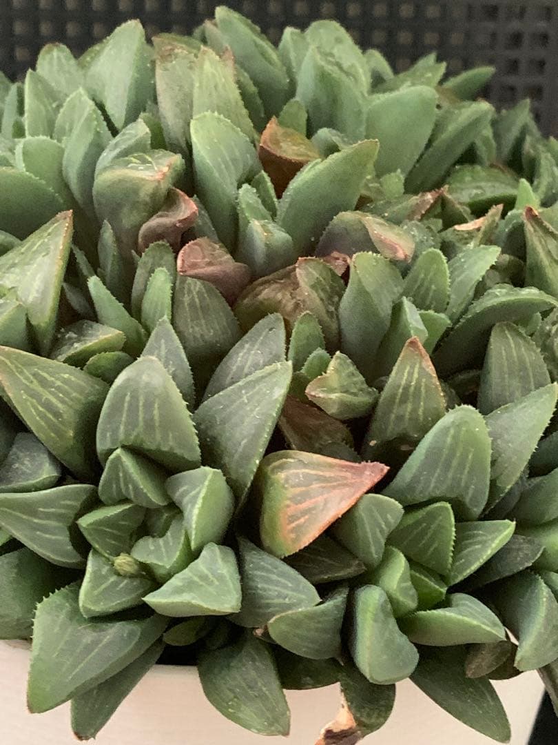 ❣️厳選❣️多肉植物❣️ハオルチア❣️ムチカ❣️群生株❣️鉢ごと❣️