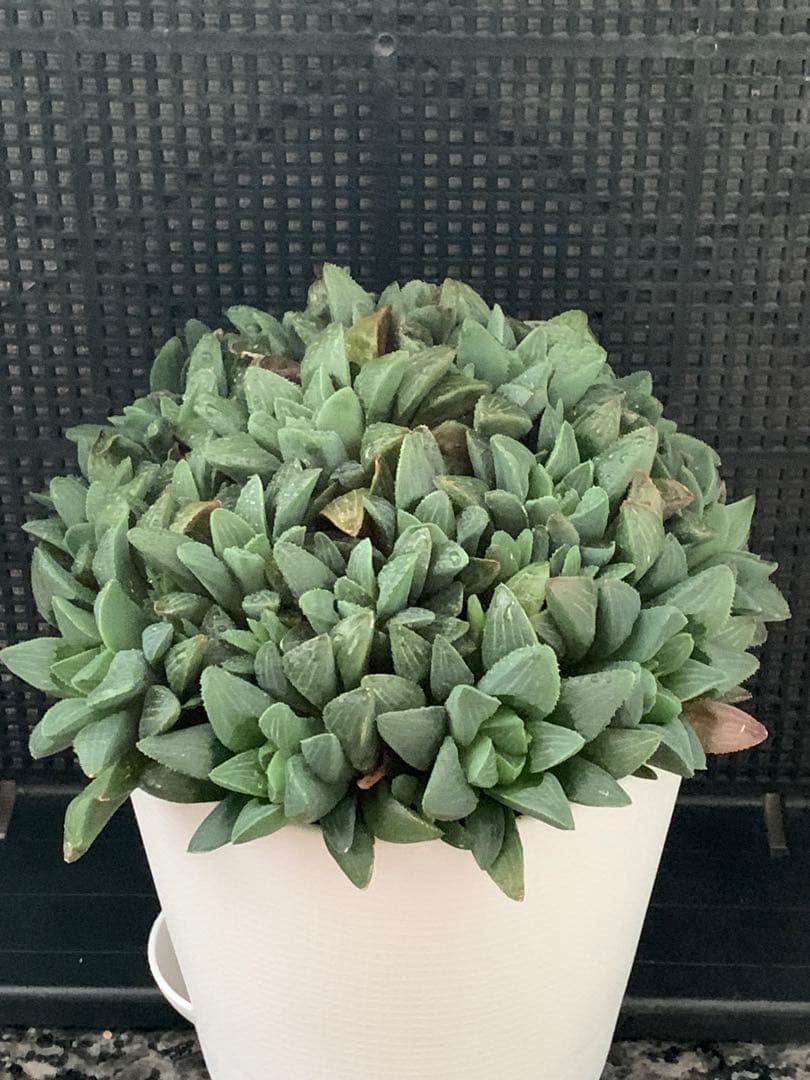 ❣️厳選❣️多肉植物❣️ハオルチア❣️ムチカ❣️群生株❣️鉢ごと❣️