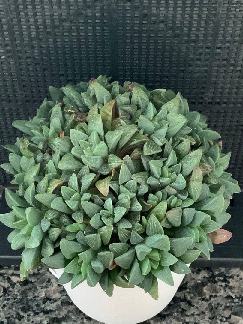 ❣️厳選❣️多肉植物❣️ハオルチア❣️ムチカ❣️群生株❣️鉢ごと❣️