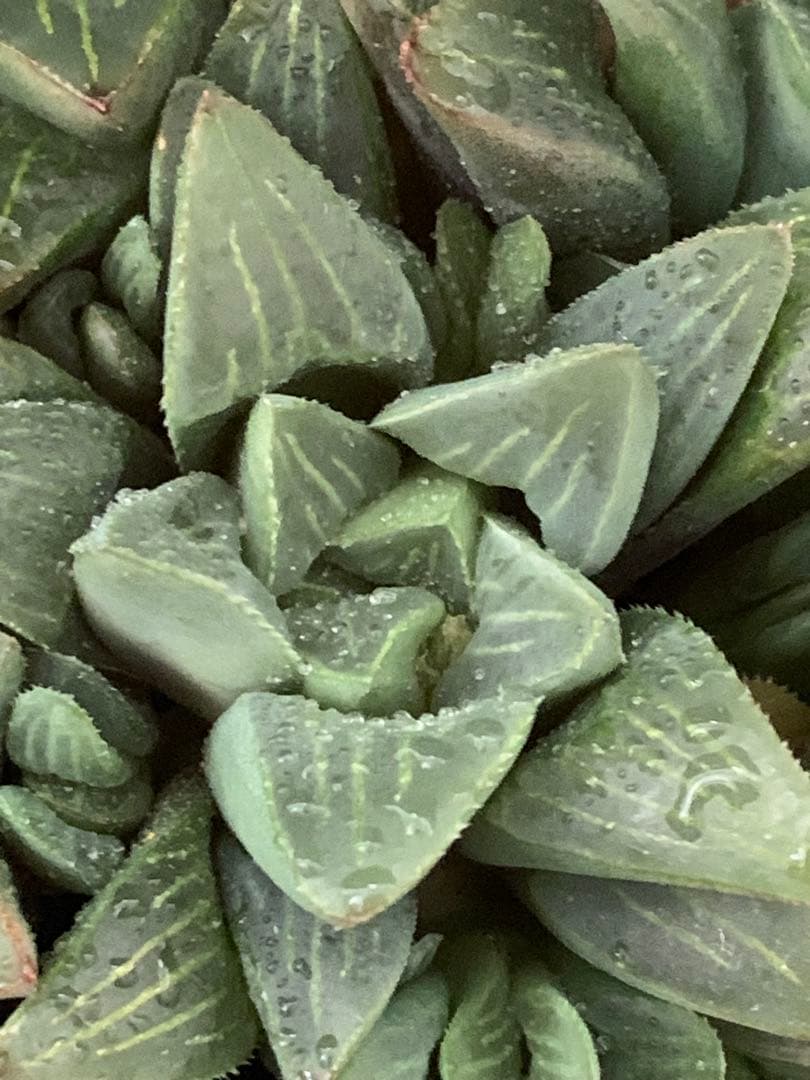 ❣️厳選❣️多肉植物❣️ハオルチア❣️ムチカ❣️群生株❣️鉢ごと❣️