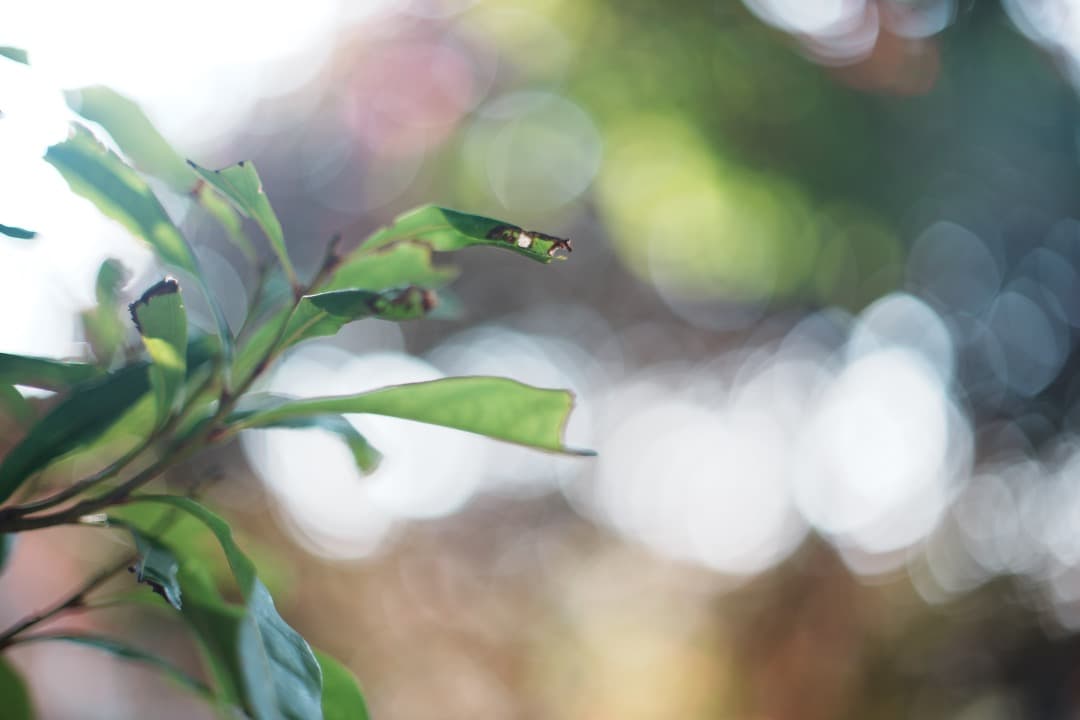 【極美品】動作◎ Canon FD 50mm F1.4 S.S.C 734