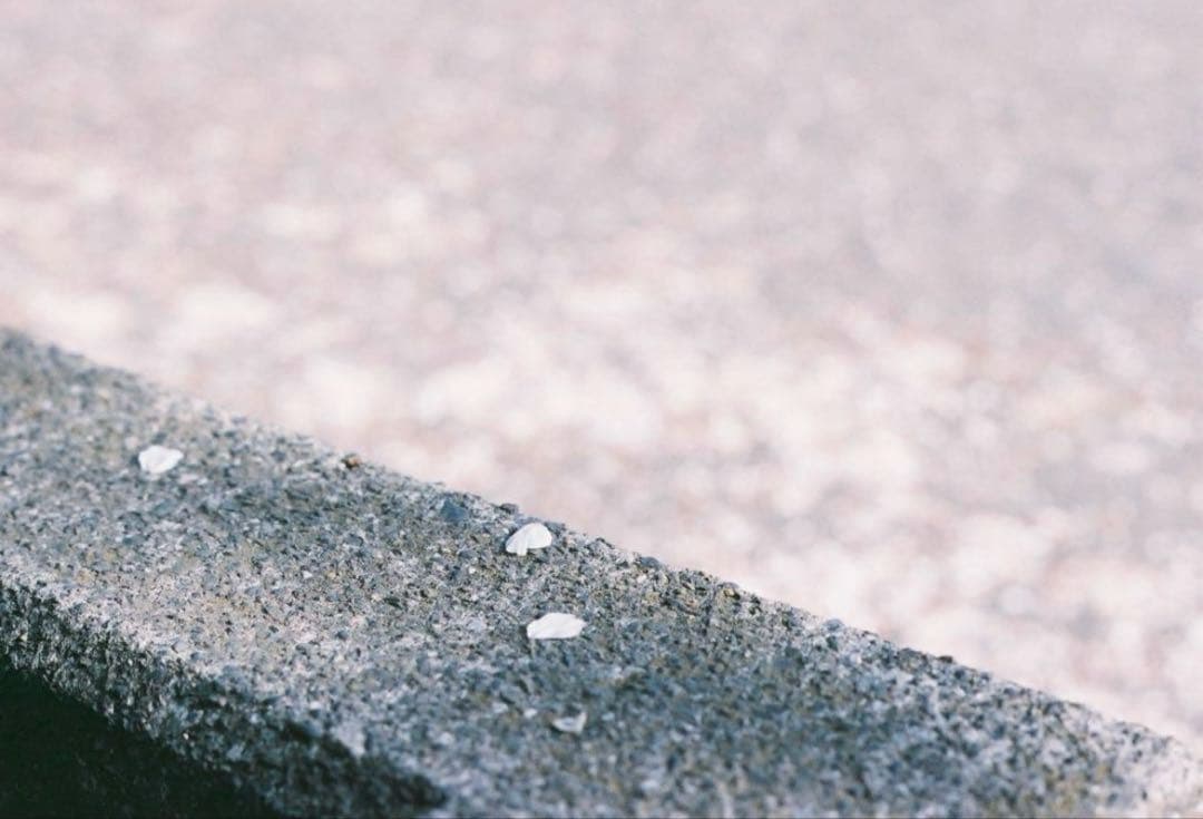 【試写あり】PENTAX SPOTMATIC (SP) 1.8/55mm