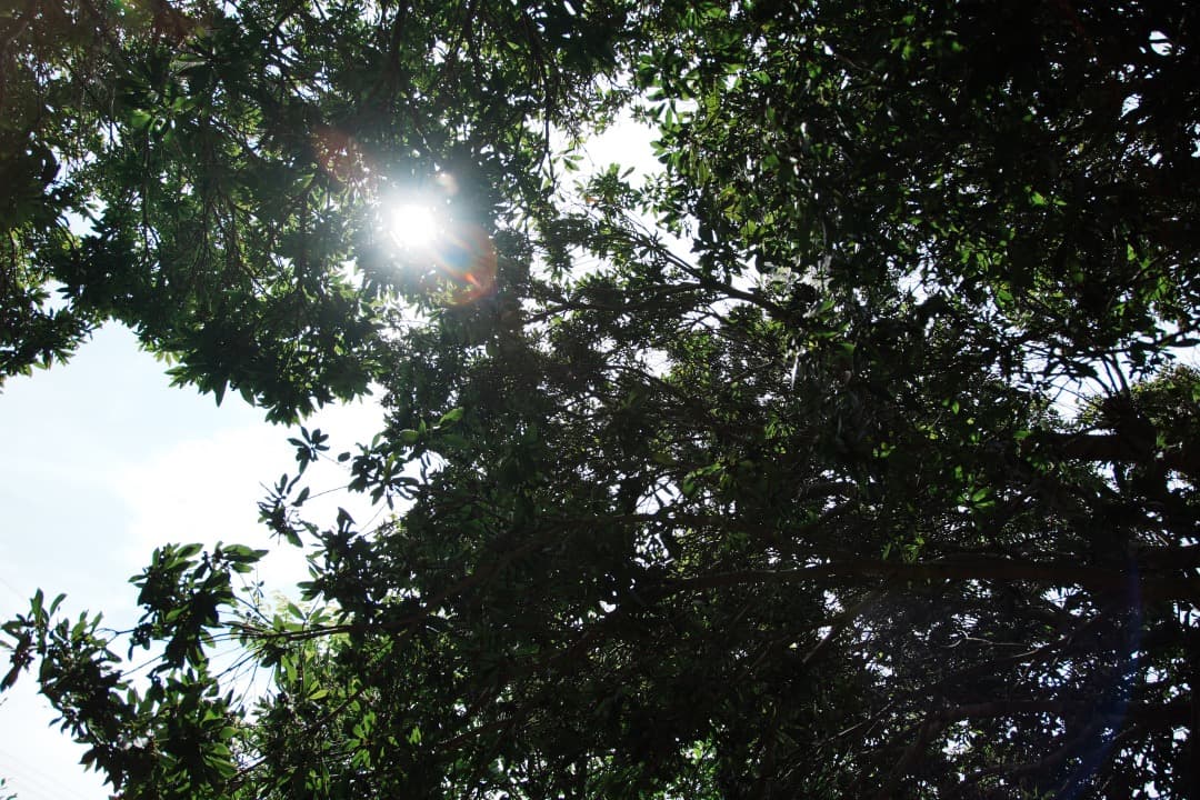 極上美品★ニコン 18-200mm VR II 便利ズーム 手ぶれ補正