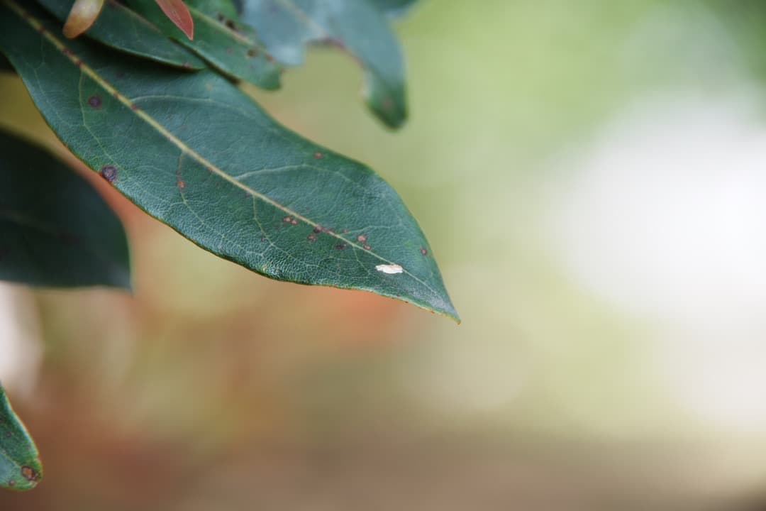 極上美品★ニコン 18-200mm VR II 便利ズーム 手ぶれ補正