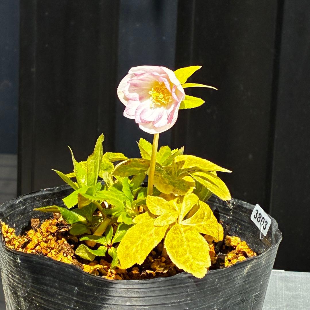 3803☘️1年間管理株☘️⭐️ゴールド⭐️淡いペールピンクグラデーションベインピコ⭐️