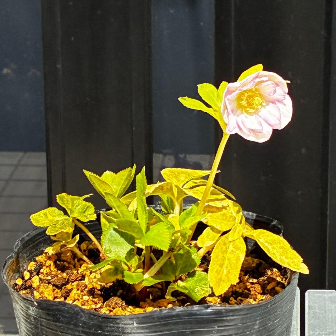 3803☘️1年間管理株☘️⭐️ゴールド⭐️淡いペールピンクグラデーションベインピコ⭐️