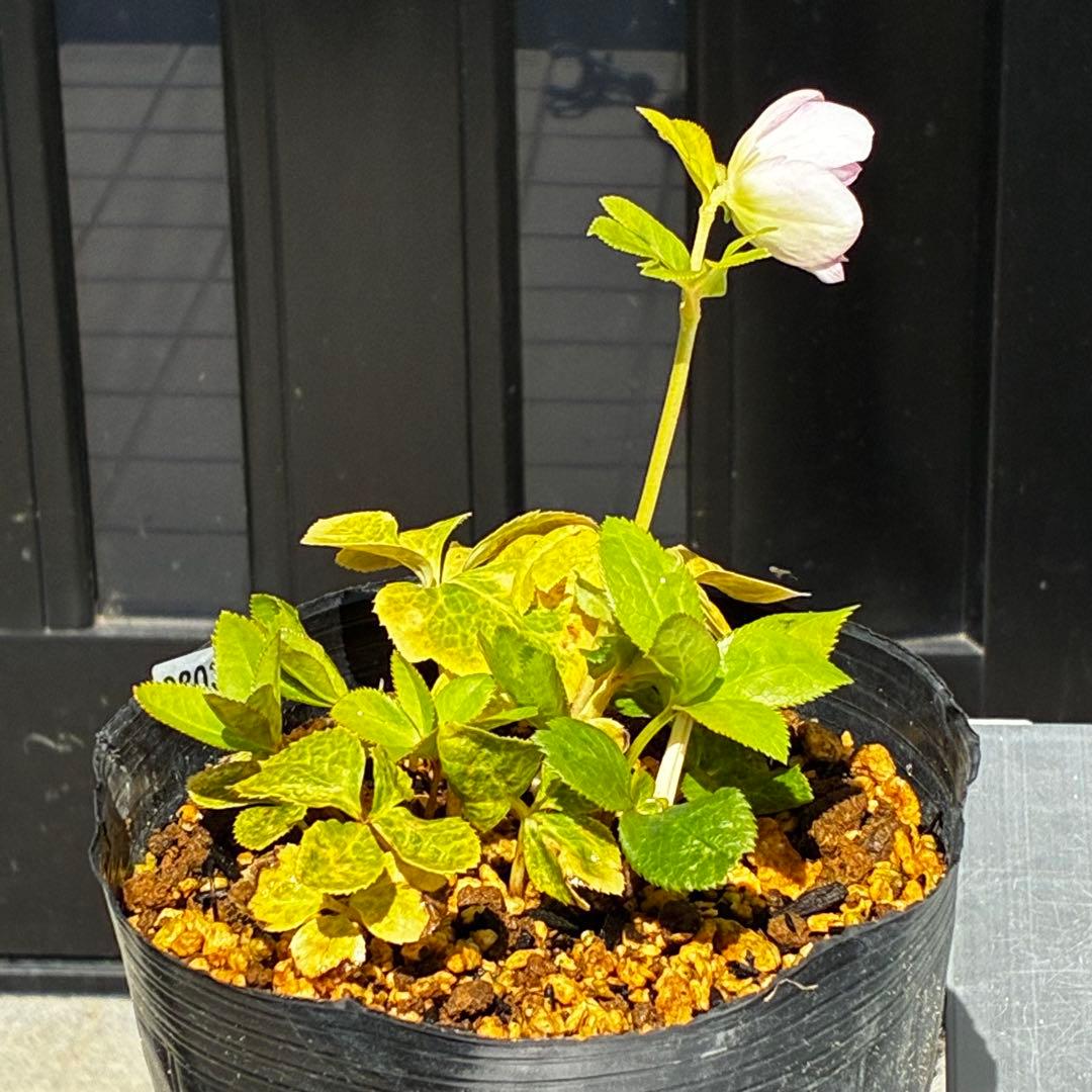 3803☘️1年間管理株☘️⭐️ゴールド⭐️淡いペールピンクグラデーションベインピコ⭐️