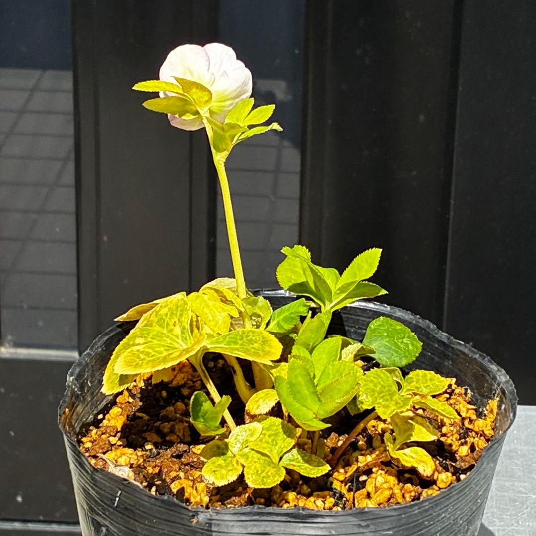 3803☘️1年間管理株☘️⭐️ゴールド⭐️淡いペールピンクグラデーションベインピコ⭐️