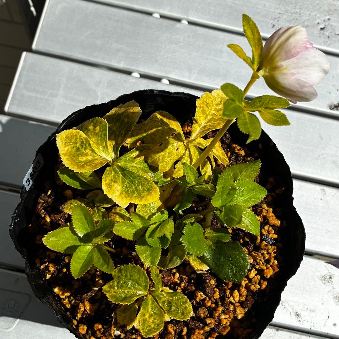 3803☘️1年間管理株☘️⭐️ゴールド⭐️淡いペールピンクグラデーションベインピコ⭐️