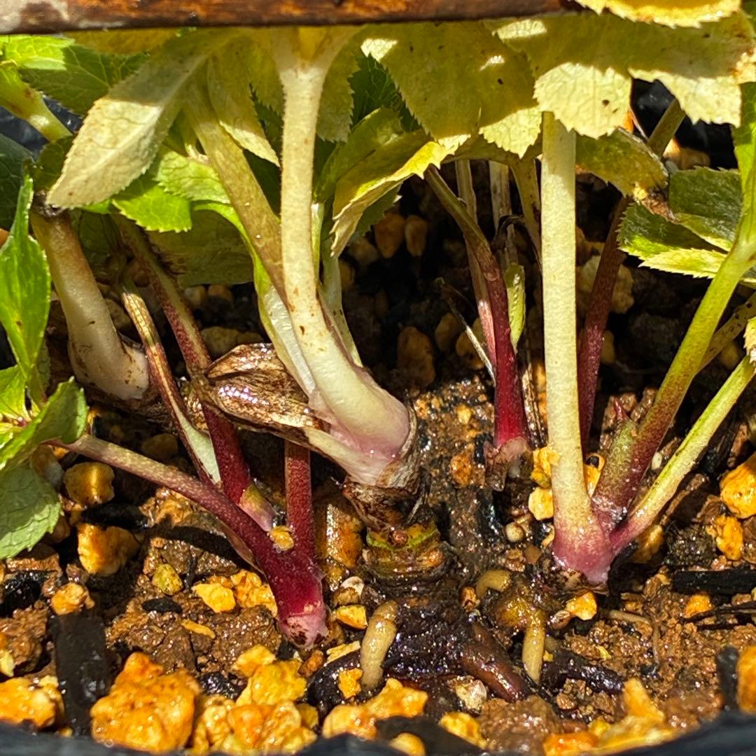 3803☘️1年間管理株☘️⭐️ゴールド⭐️淡いペールピンクグラデーションベインピコ⭐️