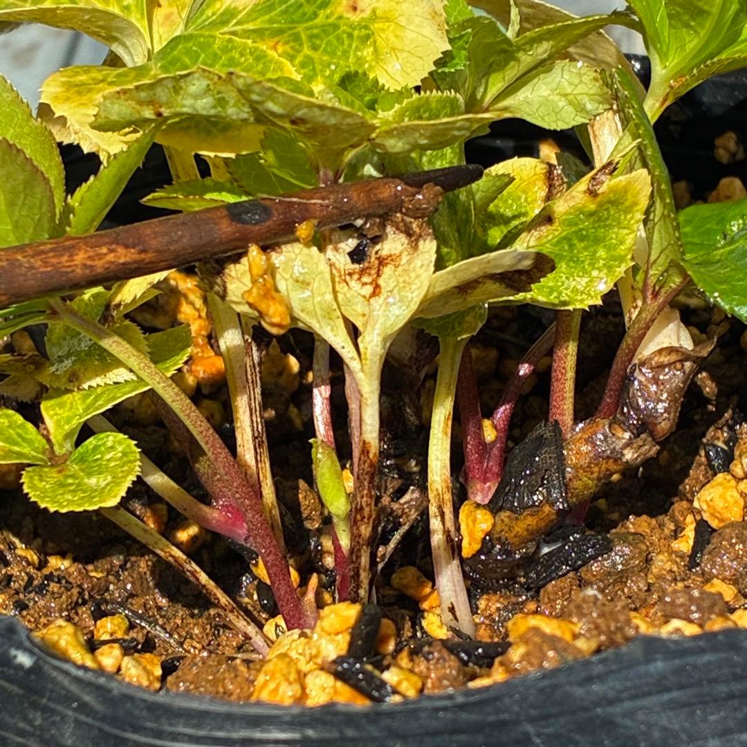 3803☘️1年間管理株☘️⭐️ゴールド⭐️淡いペールピンクグラデーションベインピコ⭐️