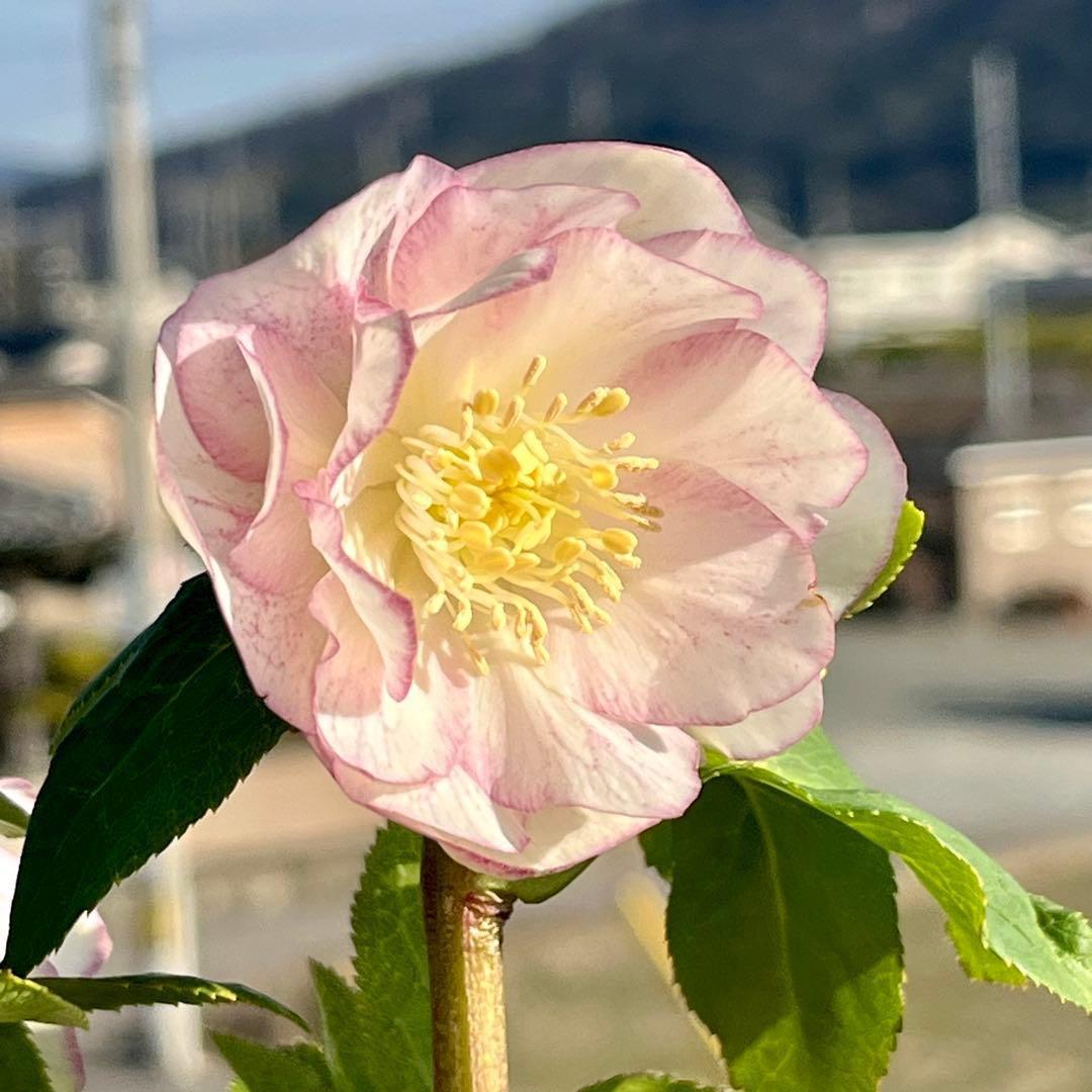 3803☘️1年間管理株☘️⭐️ゴールド⭐️淡いペールピンクグラデーションベインピコ⭐️