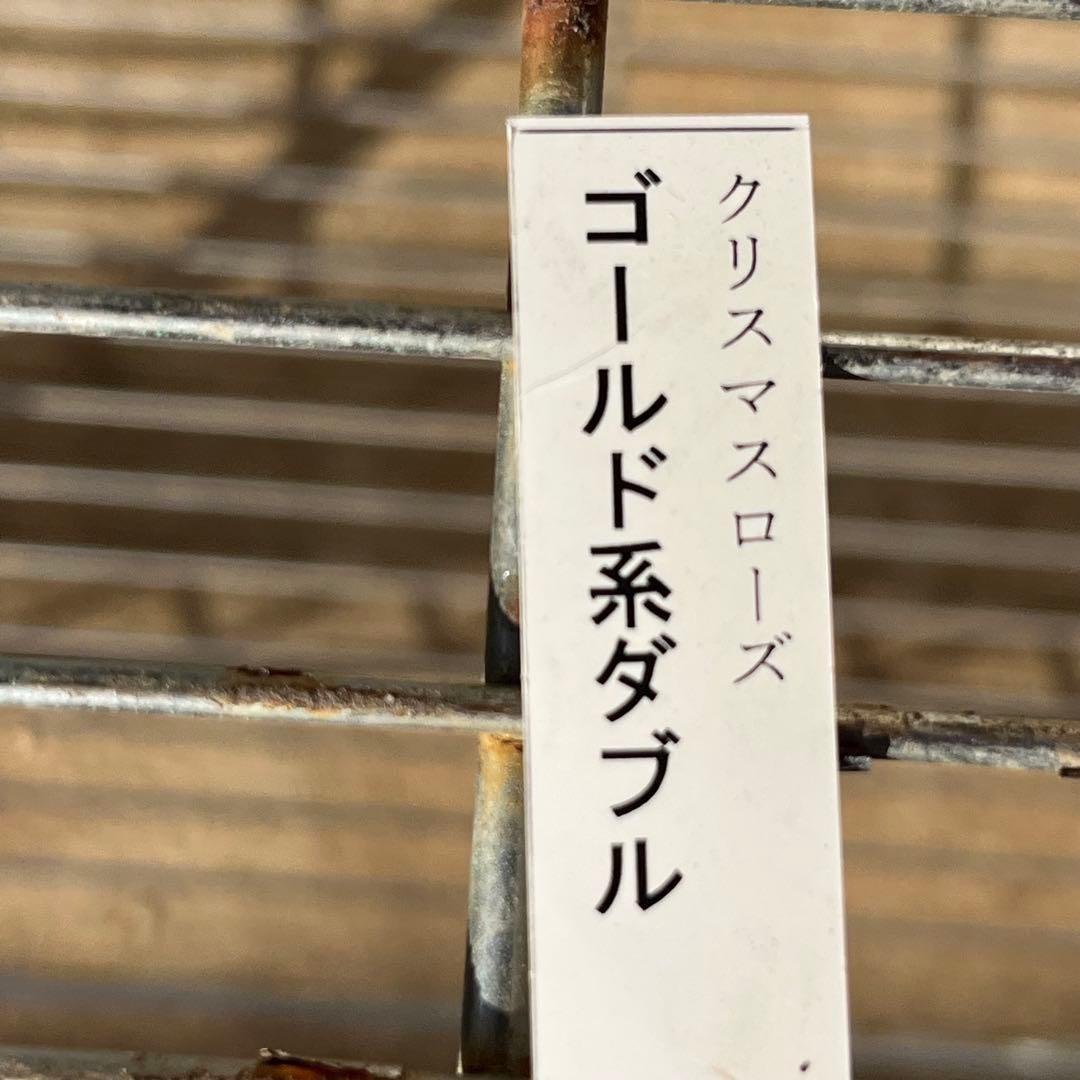 3803☘️1年間管理株☘️⭐️ゴールド⭐️淡いペールピンクグラデーションベインピコ⭐️