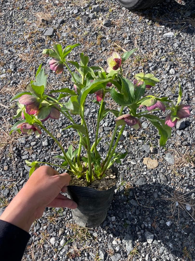 26-195 セミダブル 加藤農園 クリスマスローズ