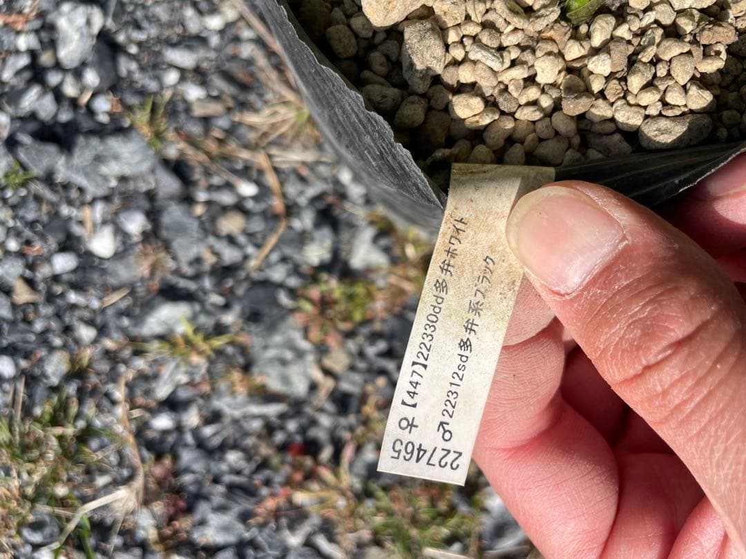 26-195 セミダブル 加藤農園 クリスマスローズ