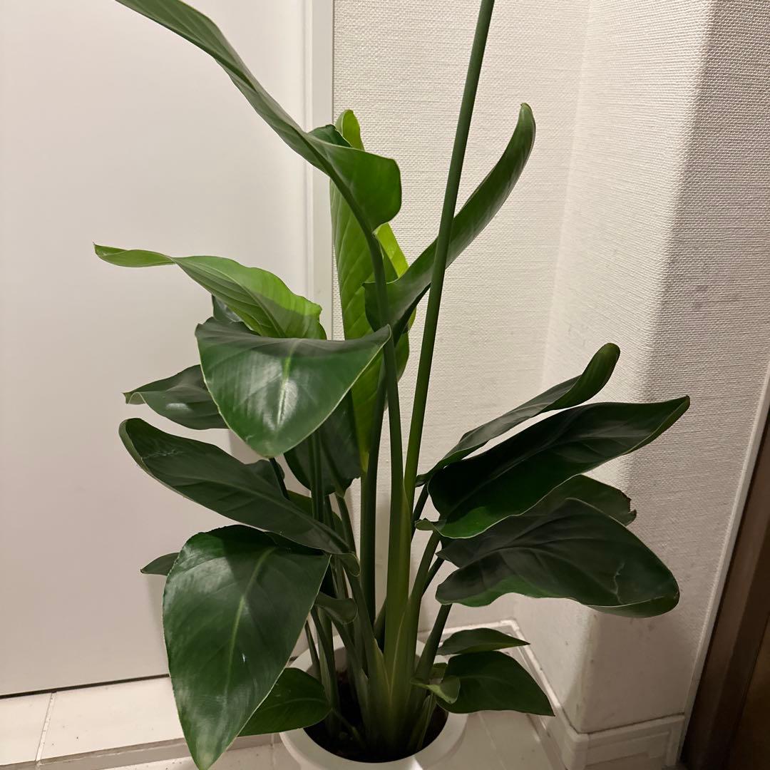 【ストレチア オーガスタ】特大 120cm 約7号 鉢ごと発送 送料込み