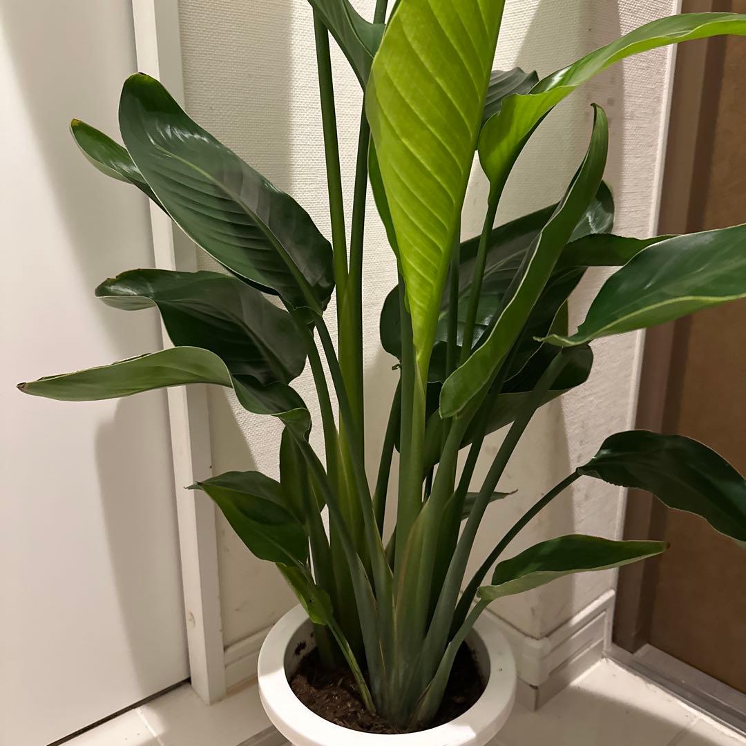 【ストレチア オーガスタ】特大 120cm 約7号 鉢ごと発送 送料込み