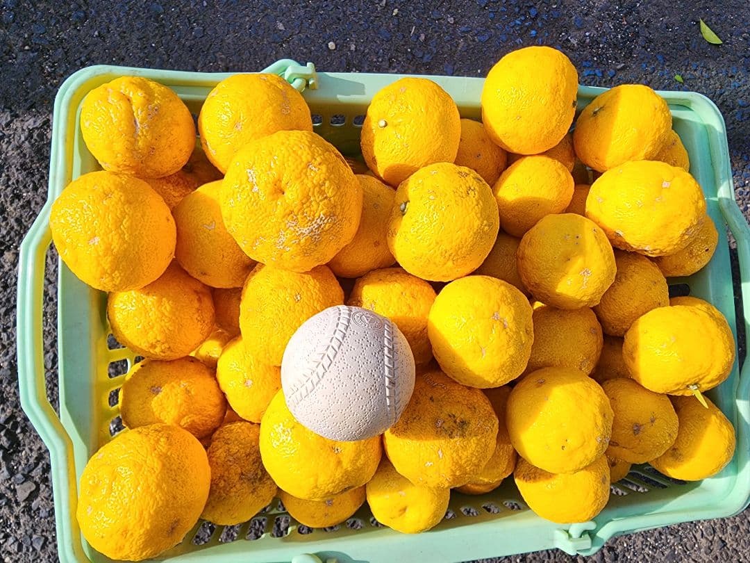 島根県産 柚子 無農薬 20kg 木頭柚子 本柚子