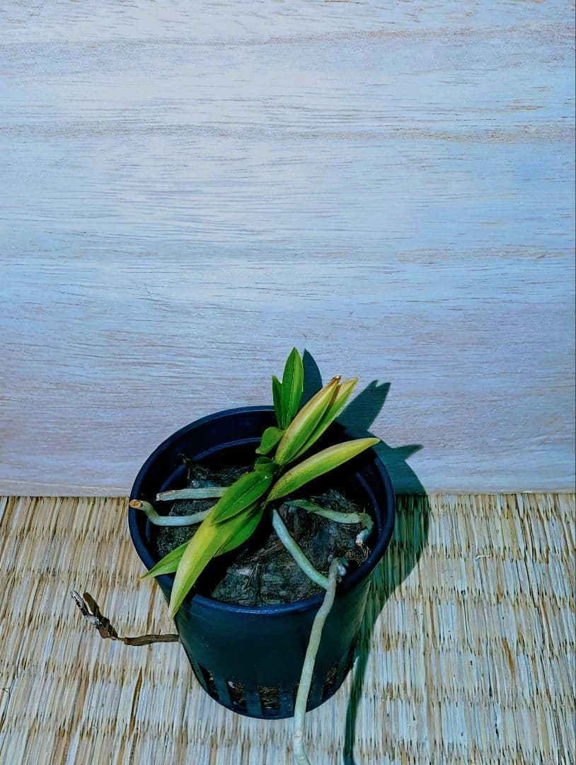 富貴蘭　紅緑宝の縞（3本立ち外棚無加温自然作り品）