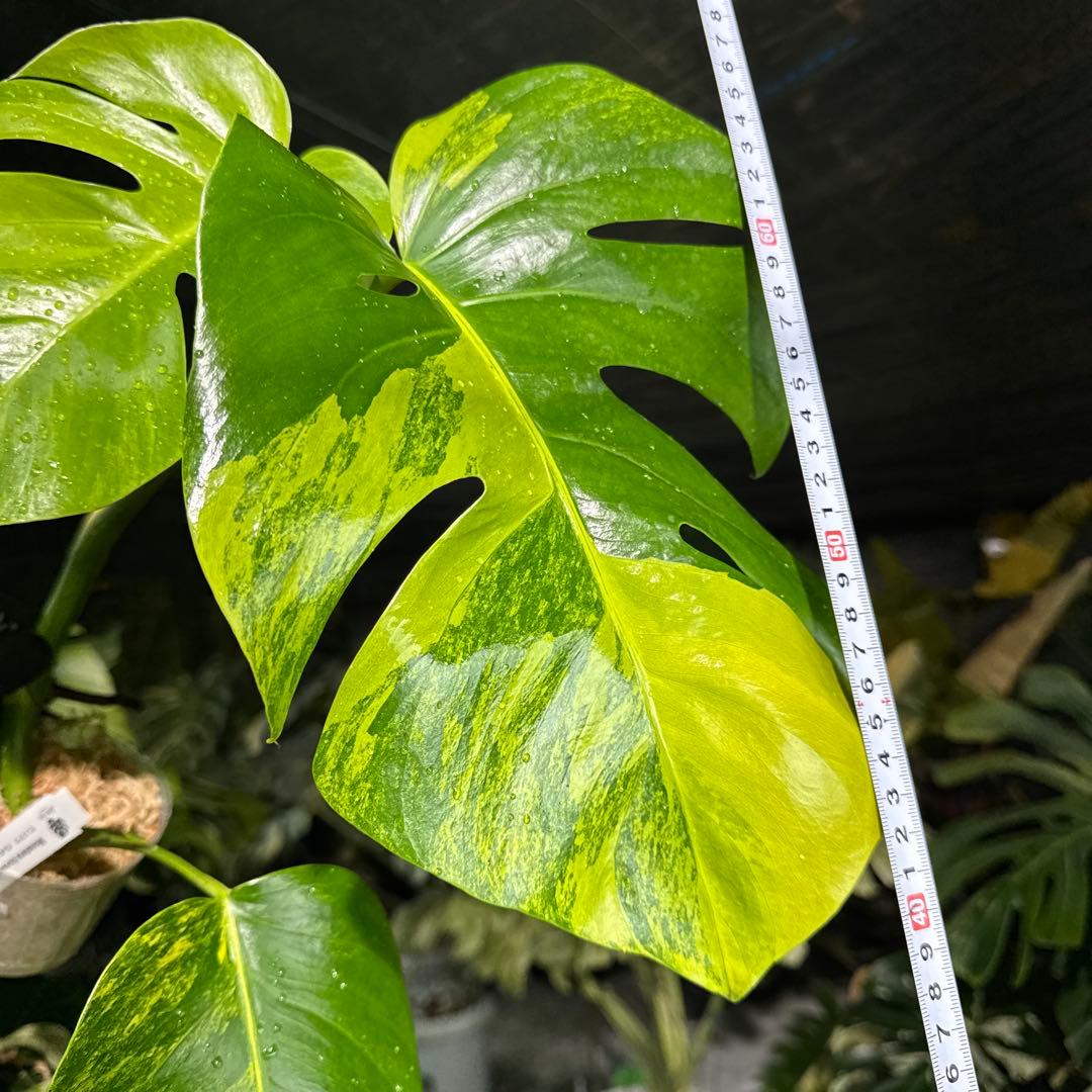 C6 モンステラ　ボルギシアナ　オーレア　黄斑　健康成長点カット苗
