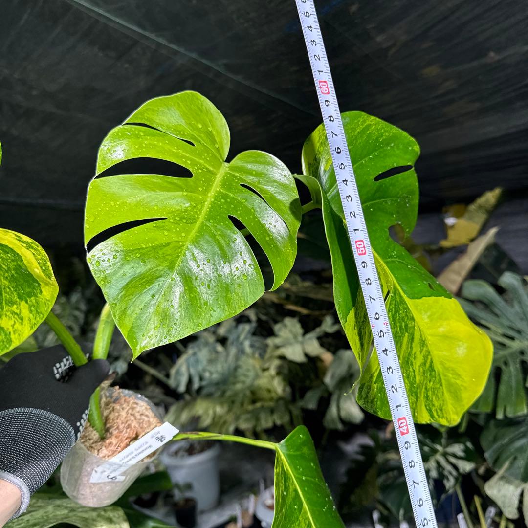 C6 モンステラ　ボルギシアナ　オーレア　黄斑　健康成長点カット苗