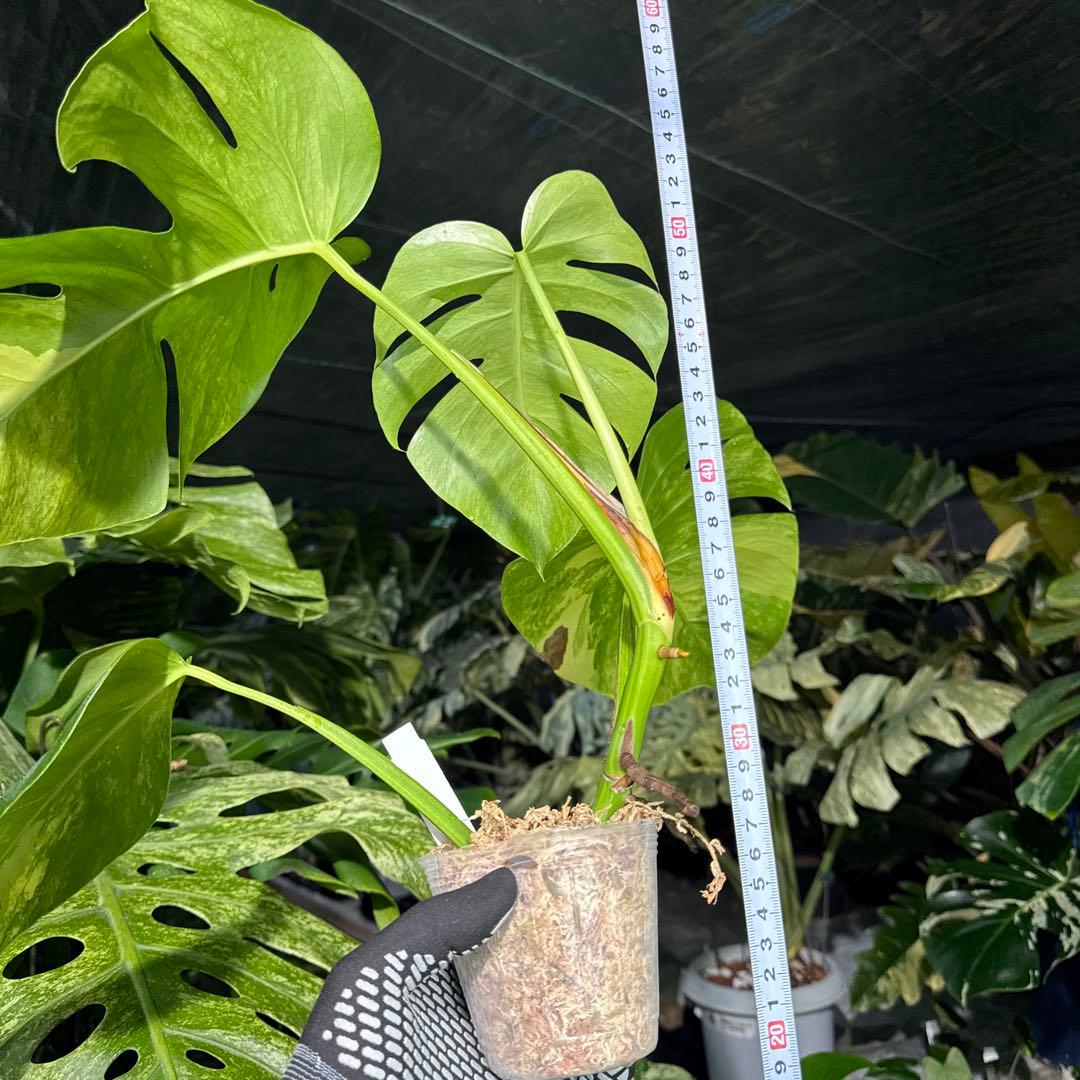 C6 モンステラ　ボルギシアナ　オーレア　黄斑　健康成長点カット苗